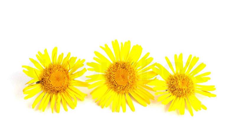Yellow flowers on a white background | Stock Photo | Colourbox
