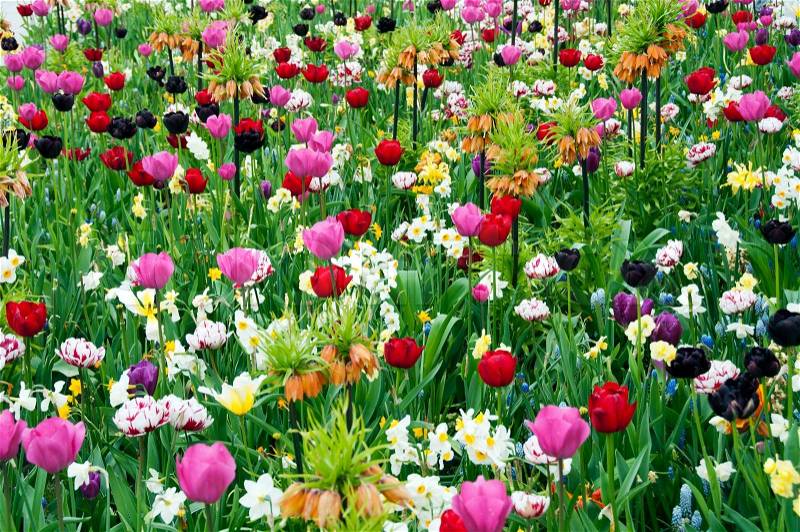 Wild flowers in garden as background Stock Photo Colourbox