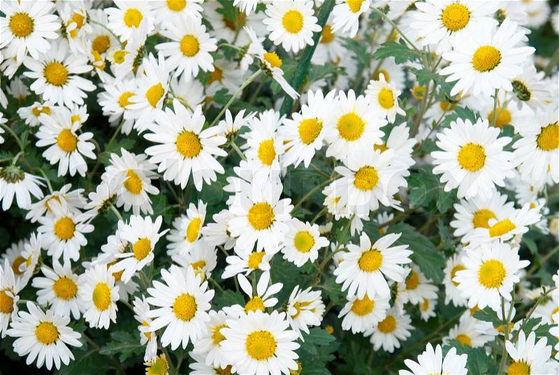 Field of white chrysanthemum.  Stock Photo  Colourbox