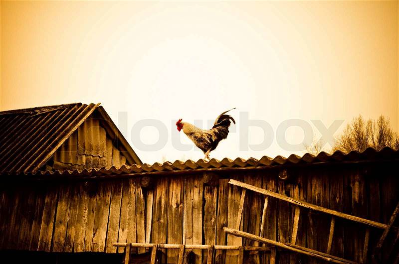 Cock On Roof 112